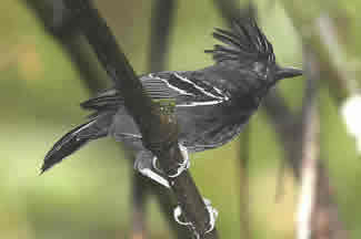 Roodkuifmiervogel - Percnostola lophotes